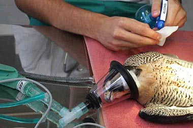 Puesta en libertad de varias aves heridas atendidas en el Hospital de Fauna