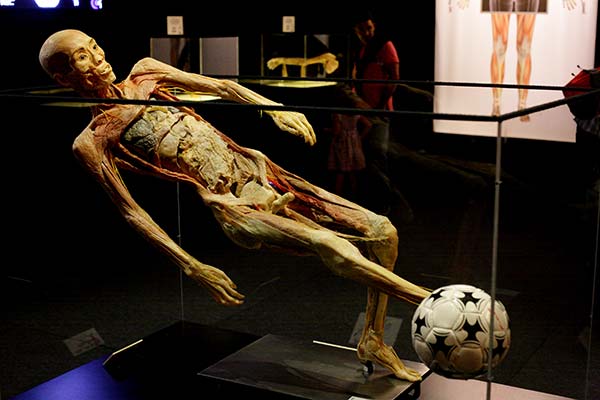 human bodies