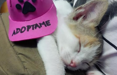 Jornada de Adopción de gatitos de la Asociación Amigos de los Gatos del Retiro