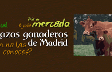 Muestra de Ganado en el Día de Mercado de la Cámara Agraria de Madrid