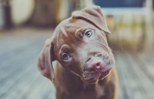 Más de 300 mascotas buscan un buen dueño en el Salón de adopción de animales de la Comunidad de Madrid