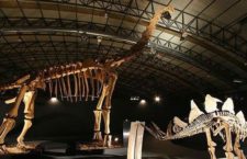 Viaja a la época de los dinosaurios con la exposición “Dinopétrea” en Alcalá de Henares