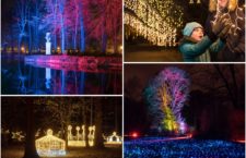 Luces de Navidad en el Jardín Botánico de Madrid y un mágico paseo nocturno
